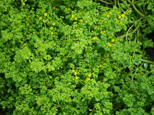 Image of Sedum formosanum by no rights reserved