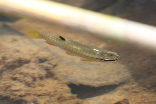 Korte pyrrhulina (Pyrrhulina brevis) — Lebiasinidae — 5