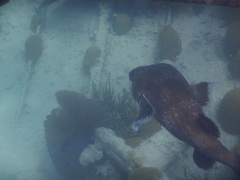 Chilomycterus reticulatus