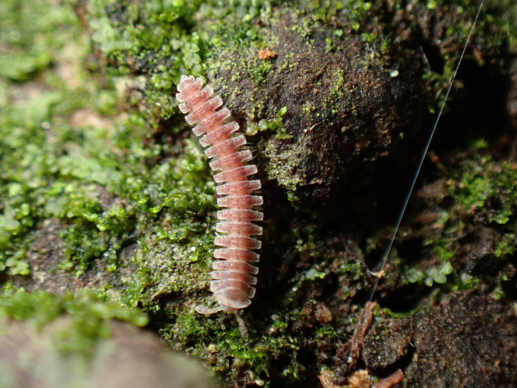 Ornate Millipede