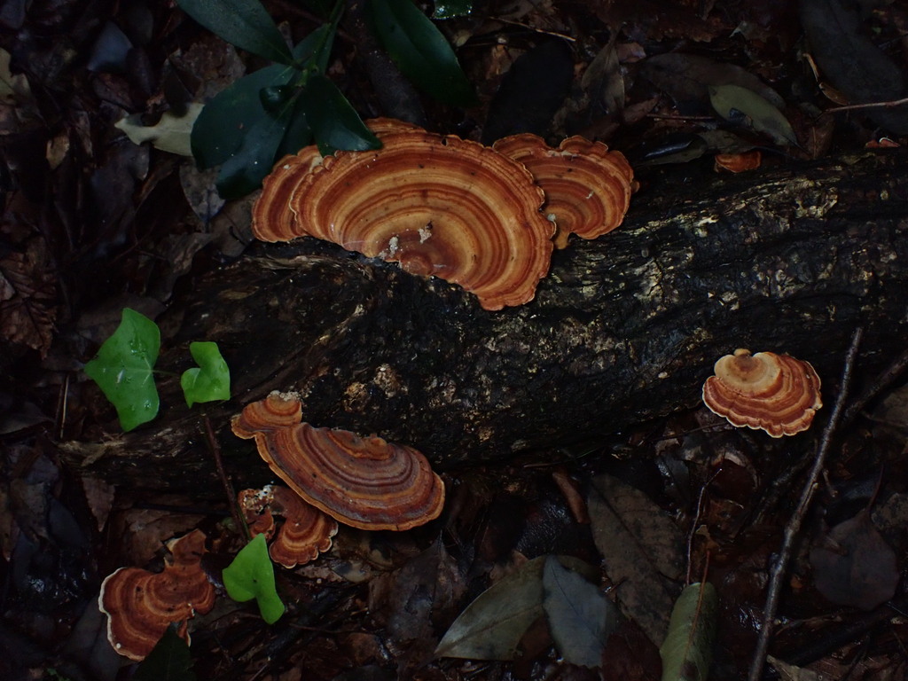 Microporus affinis · July 2024 · photo: © sus_scrofa (iNaturalist, cc-by)