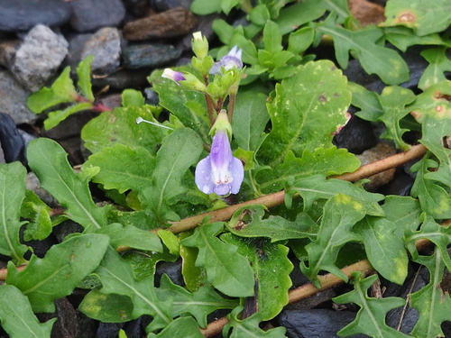 Mazus fauriei (Mazus fauriei)