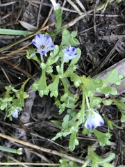 Nemophila spatulata