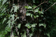 Hedera helix