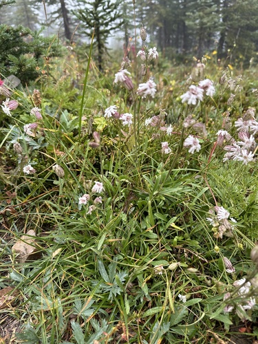 Image of Silene parryi by no rights reserved