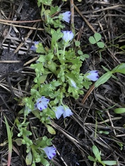Nemophila spatulata