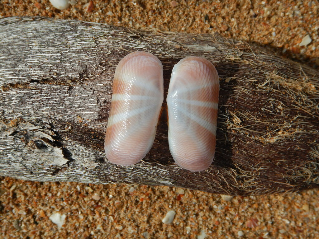 Solecurtus philippinarum