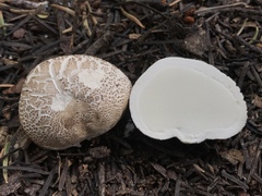 Handkea fumosa