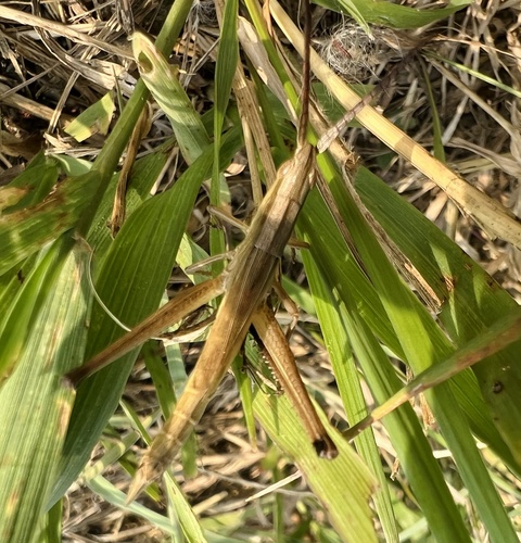 Bunch Grass Locust