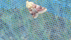 Periphanes delphinii