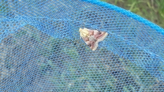 Periphanes delphinii