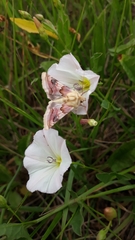 Periphanes delphinii