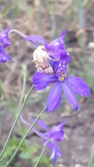 Periphanes delphinii