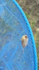 Periphanes delphinii