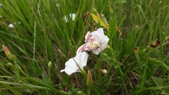 Periphanes delphinii