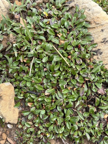 Image of Salix nivalis by no rights reserved