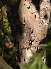 Urosaurus ornatus schottii