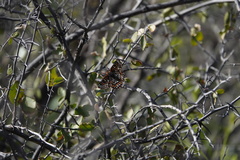 Euphydryas chalcedona klotsi