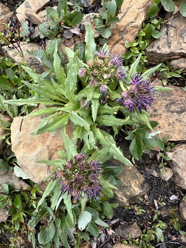 Image of Nutty Saw-Wort (Saussurea nuda) by no rights reserved