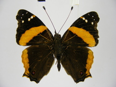 Vanessa dimorphica dimorphica