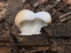 Spongiporus leucospongia