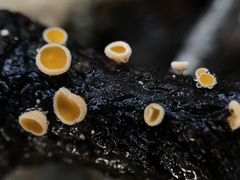 Capitotricha bicolor