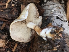 Pholiota olivaceophylla