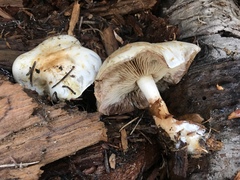 Pholiota olivaceophylla