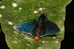 Pyrrhopyge phidias
