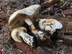 Pholiota olivaceophylla