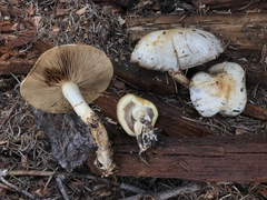 Pholiota olivaceophylla