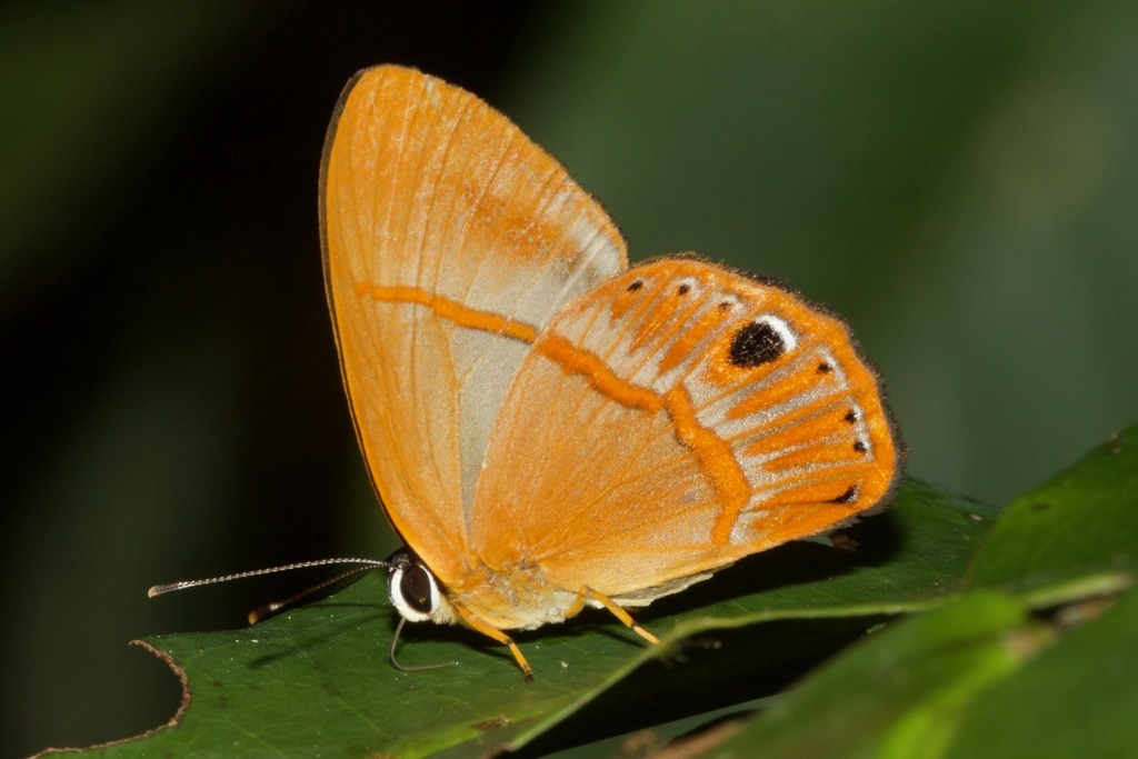 Euselasia euoras