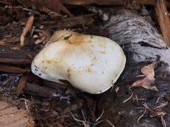 Pholiota olivaceophylla