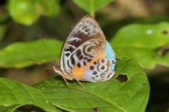 Eunica sophonisba