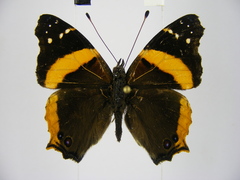 Vanessa dimorphica dimorphica