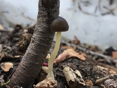 Mycena nivicola
