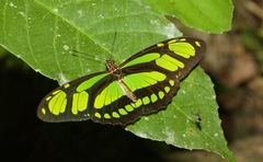 Philaethria dido