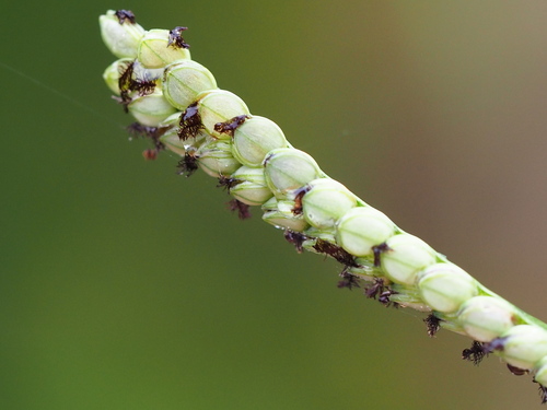 Image of Paspalum orbiculare by no rights reserved
