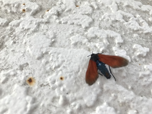 Spotted Oleander Moth photo 4