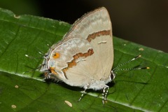 Rubroserrata ecbatana