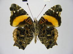 Vanessa dimorphica dimorphica