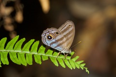 Chloreuptychia chlorimene