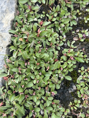 Image of Salix nivalis by no rights reserved