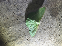 Dichorda illustraria