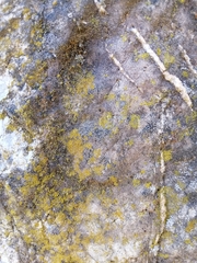 Flavoplaca citrina