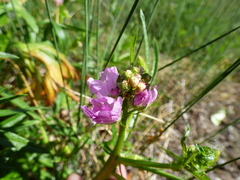 Sidalcea neomexicana