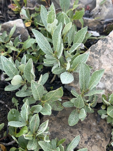 Image of Salix barrattiana by no rights reserved