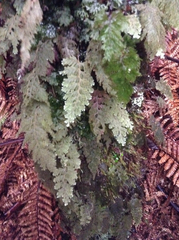 Hymenophyllum frankliniae