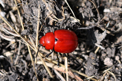 Leptinotarsa rubiginosa