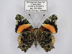 Vanessa dimorphica dimorphica